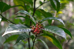 Palicourea crocea