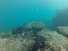 Microspathodon dorsalis