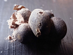 Lycogala epidendrum terrestre