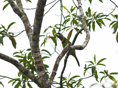 Psilopogon pyrolophus