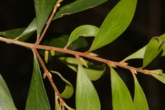 Persoonia conjuncta