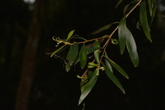 Persoonia conjuncta