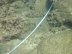 Thalassoma lucasanum