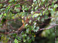 Callosciurus caniceps