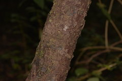 Persoonia conjuncta