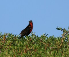 Leistes militaris