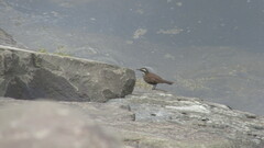 Cinclodes patagonicus