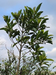 Machilus