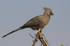 Corythaixoides concolor concolor