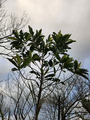 Machilus