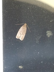 Psilocorsis reflexella