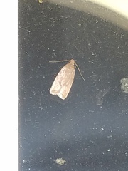 Psilocorsis reflexella