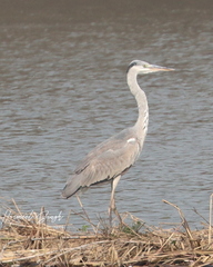 Ardea cinerea