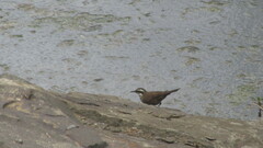 Cinclodes patagonicus