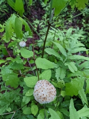 Callirhytis seminator