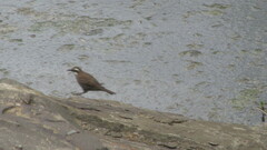 Cinclodes patagonicus