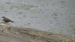 Cinclodes patagonicus