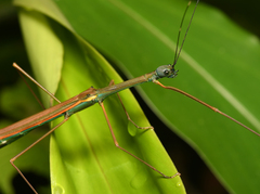 Paramarmessoidea annulata