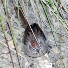 Aimophila ruficeps canescens