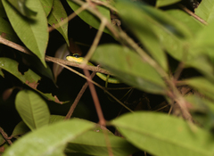 Dendrelaphis formosus