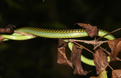 Dendrelaphis formosus