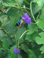 Astraptes fulgerator