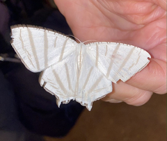 Urapteroides astheniata