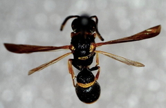 Parancistrocerus