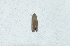 Stictopterinae