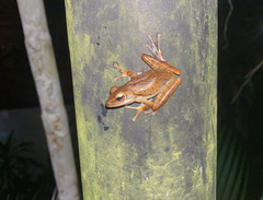 Polypedates leucomystax