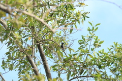 Sakesphorus canadensis