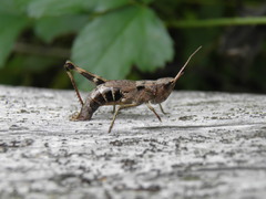 Chloealtis conspersa