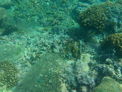 Thalassoma lucasanum