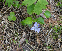 Viola sacchalinensis