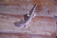 Gekko gecko