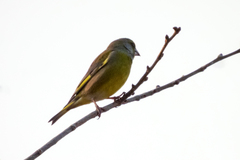 Chloris chloris