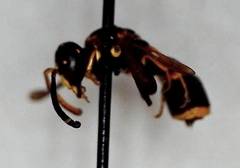 Parancistrocerus