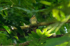 Malacoptila panamensis