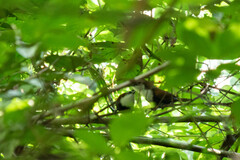 Pheugopedius fasciatoventris