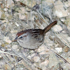 Aimophila ruficeps canescens