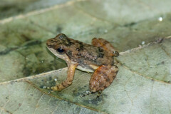 Colostethus inguinalis