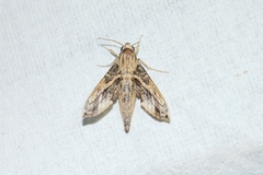 Eupanacra