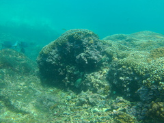 Cephalopholis panamensis