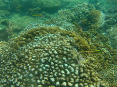 Thalassoma lucasanum