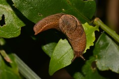 Parmavitrina megastoma