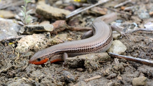 Prairie Skink