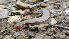 Northern Prairie Skink photo 4