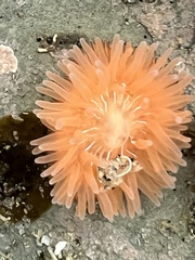 Epiactis prolifera
