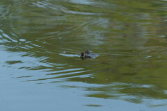 Caiman crocodilus fuscus