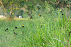 Chrysomus icterocephalus